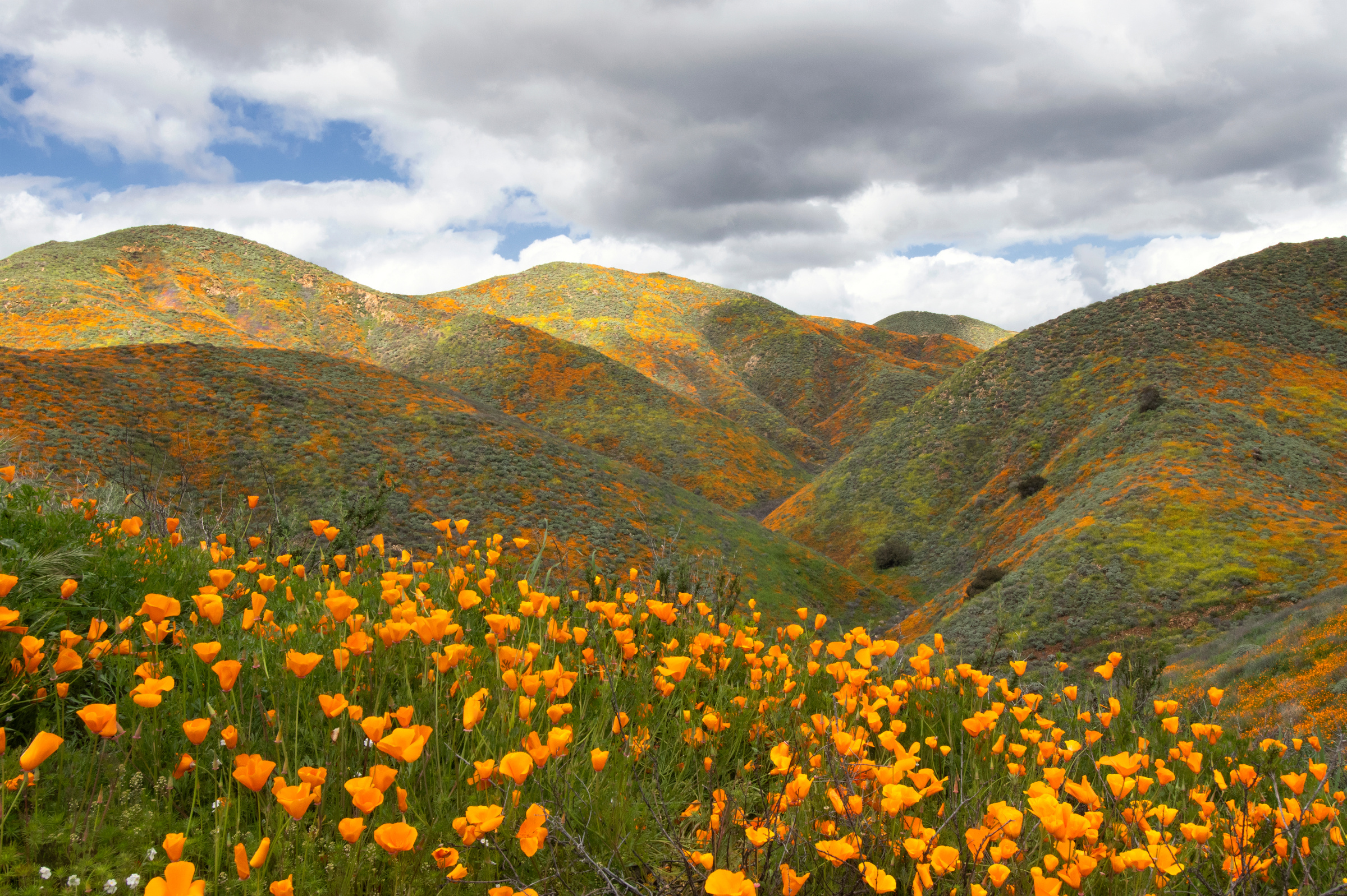 California wildflowers.  Superbloom.
